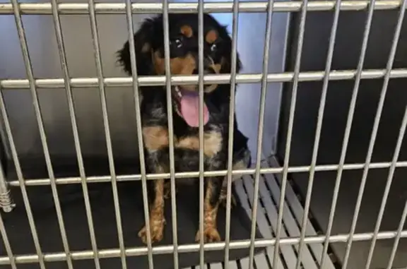 Chien trouvé à Châteauneuf - photo