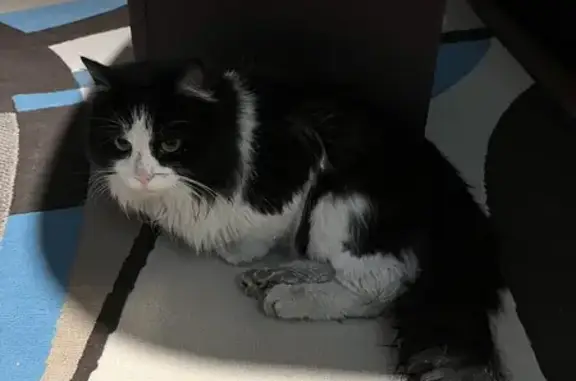 Animaux trouvés Cormeilles-en-Parisis, photo: Chat noir et blanc blessé