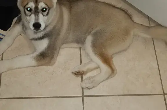 Chiot perdu à La Porcherie - photo