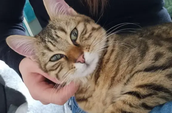 Chaton trouvé à La Ferté-Macé - photo