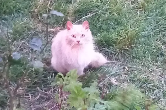 Chat roux docile trouvé à Lampaul - photo