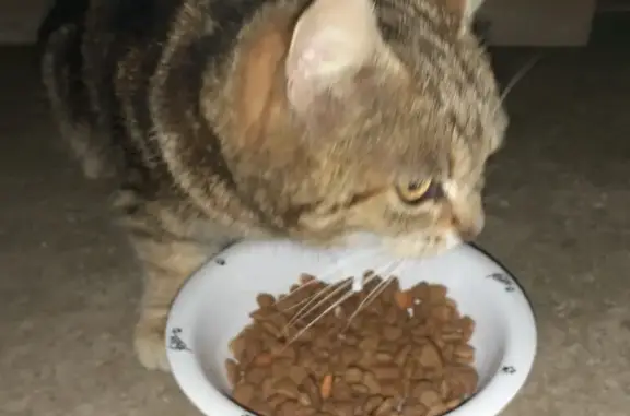 Chat tigré marron trouvé à St-Sornin - photo
