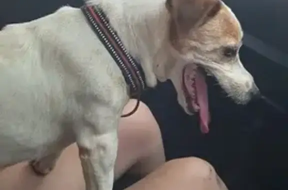 Found! Senior Jack Russell - Needs Love!