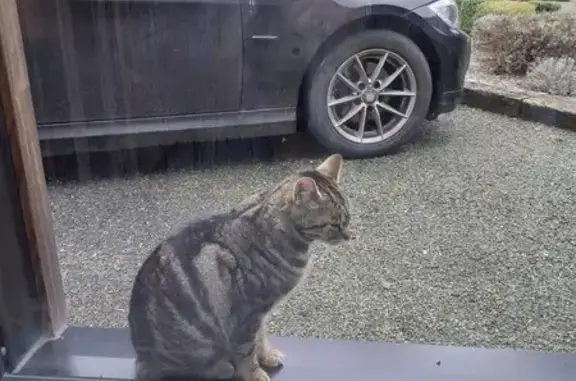 Chat câlin trouvé à Évron - photo