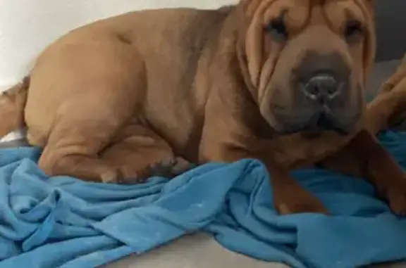 Chien perdu Saint-Jean-de-Monts, photo : Shar-peï fauve perdu, collier bleu
