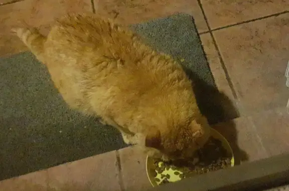 Chat roux blessé trouvé à Chaufour - photo