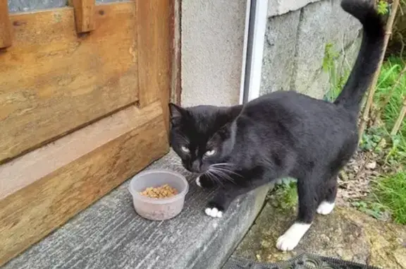 Chat trouvé Pont-l'Abbé, photo: Chaton perdu à Pont-l'Abbé