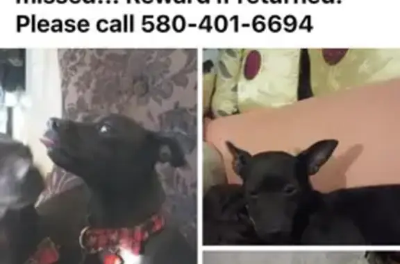 Lost Black Chuweenie - Reward! Help Find Her!