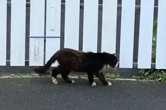 Chat boiteux trouvé aux Achards - photo