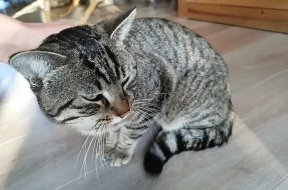 Chat tigré trouvé près du Golf Vedene - photo
