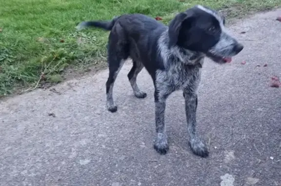 Chien craintif trouvé à Kergrist - photo