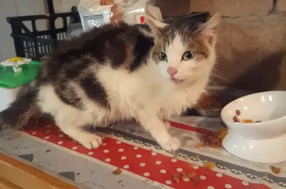 Chat famélique trouvé à Plainfaing - photo