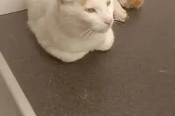 Animaux perdus Le Gua, photo: Chat blanc/roux perdu au Gua