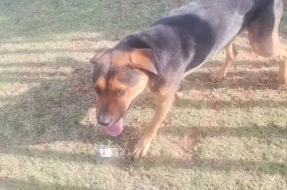 Lost Dog Alert: Friendly Giant at Alberton SPCA!