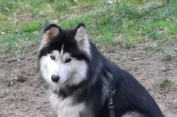 Chien perdu , photo : Chien perdu: Mâle, collier bleu