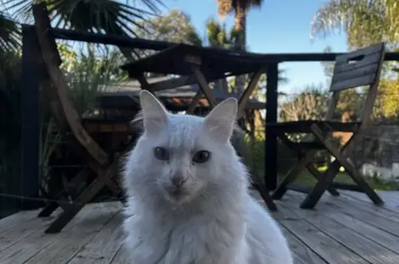 Chat trouvé Cannes, photo: Chat blanc femelle trouvé à Cannes
