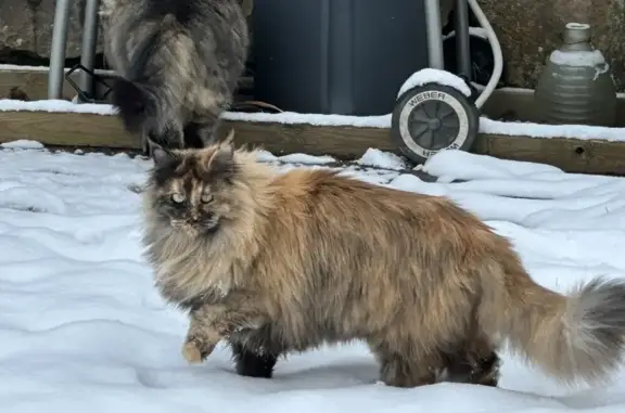 Chat perdu, Zillisheim, photo: Chat Écaille Perdu - Urgent Médic