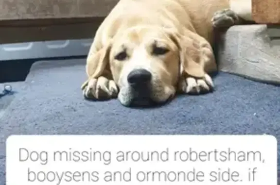 Lost Beige Dog with Stitches - Landsborough St.