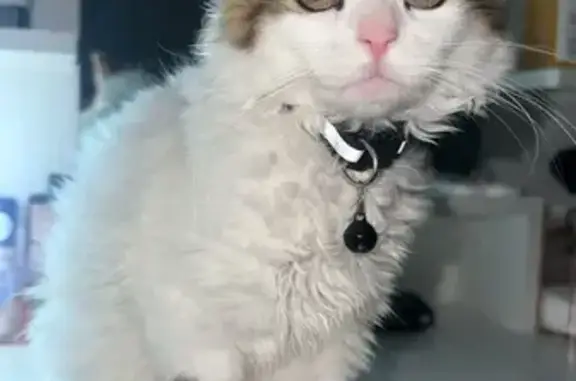 Animaux perdus Béziers, photo: Chat perdu: collier & nounours, Béziers
