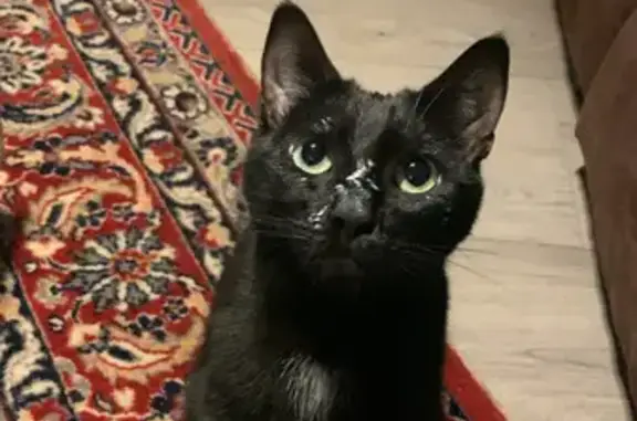 Animaux perdus Rouen, photo: Chatte perdue à Rouen, pucée