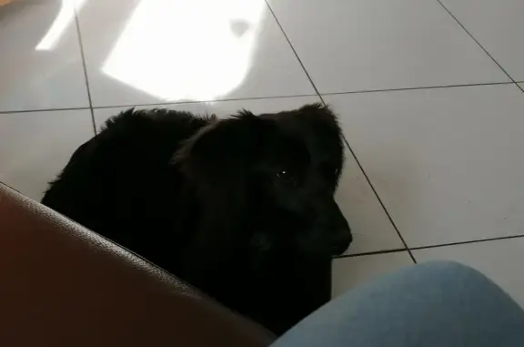 Chien épagneul perdu à Valambray - photo