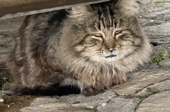 Chat norvégien perdu à Loriol - photo
