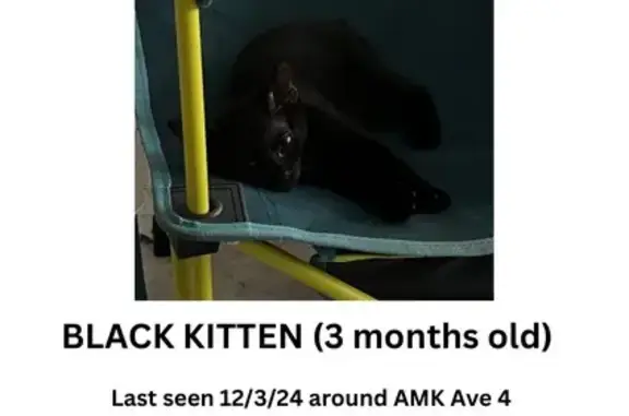 Lost Black Kitten Francis in Ang Mo Kio!