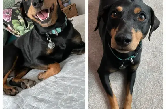 Lost Pincher Mix Milo - Black/Brown Female!