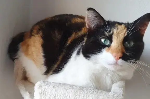 Chat retrouvé à Cagnes-sur-Mer - photo