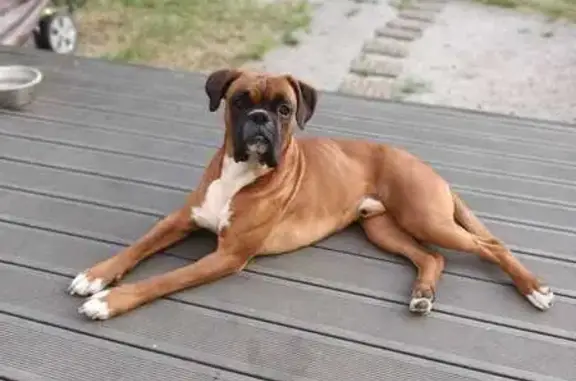 Animaux perdus Le Petit-Quevilly, photo: Alerte: Boxer fauve Simba perdu