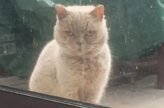 Chat affamé trouvé à Anneville - photo
