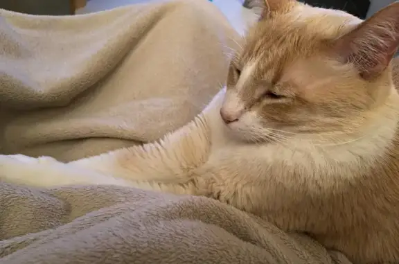 Chat perdu, , photo: Chat aux yeux bleus perdu à Bezouce