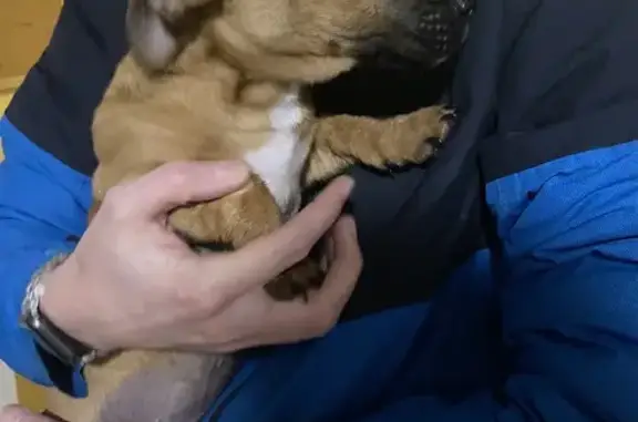 Chien perdu à Bruay retrouvé - photo