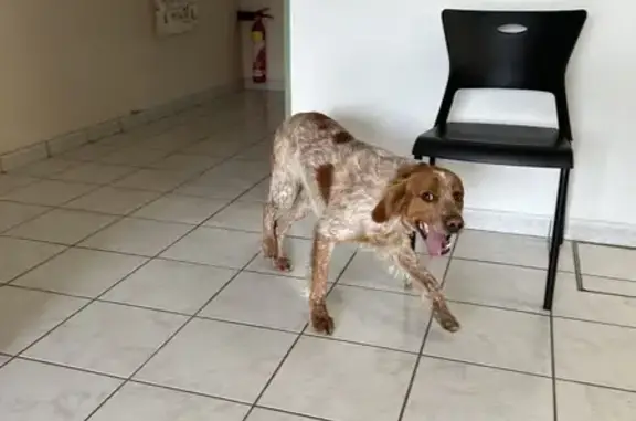 Chien perdu à Bessines - Urgent - photo
