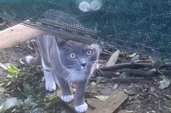 Chat gris affectueux trouvé à Quimper - photo