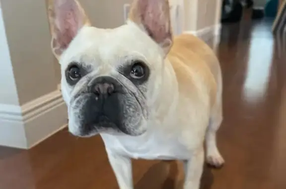 Lost Frenchie Yoda in Tampa - Help Find Him!