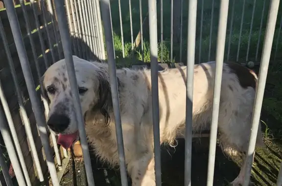 Animaux trouvés Listrac-Médoc, photo: Chien perdu à Listrac-Médoc 17