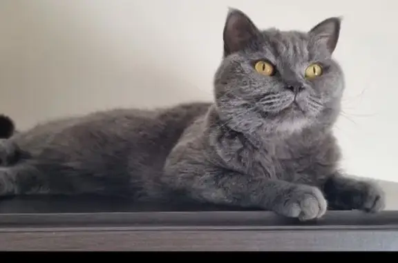 Chat perdu, Rezé, photo: Chatte British perdue à Rezé