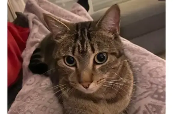 Chat perdu, Nantes, photo: Chat tigre perdu à Nantes