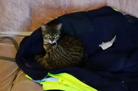 Chat perdu retrouvé à Muron - photo