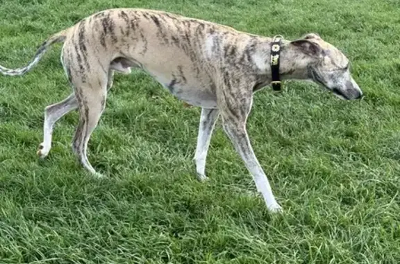Chien perdu Rochecorbon, photo : Whippet beige perdu à Rochecorbon