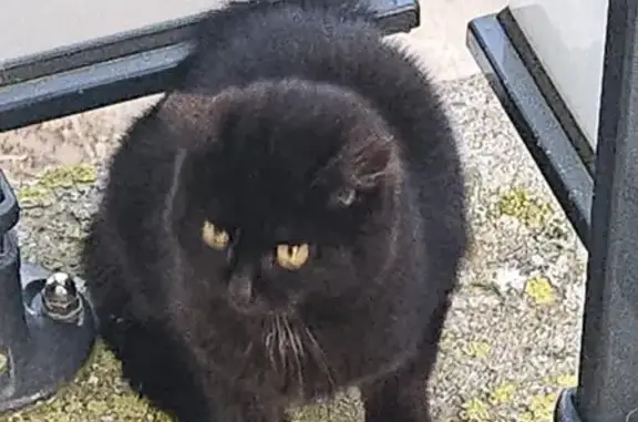 Chaton noir trouvé à Laval - photo