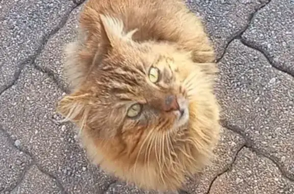 Chat roux affamé trouvé à Fréjus - photo