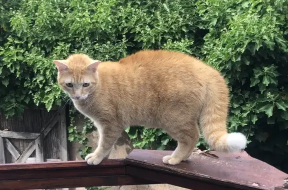Animaux perdus Schiltigheim, photo: Chat roux perdu à Schiltigheim