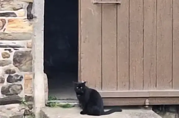 Chat noir errant, rue de Vitré - photo