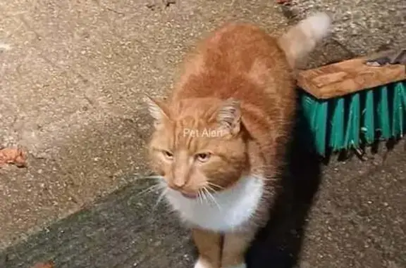 Chat roux tacheté perdu à L'Huisserie - photo