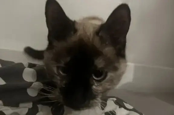 Chat perdu à Montpellier retrouvé - photo