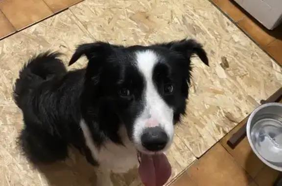 Animaux trouvés Cestas, photo: Chien border collie trouvé à Cestas