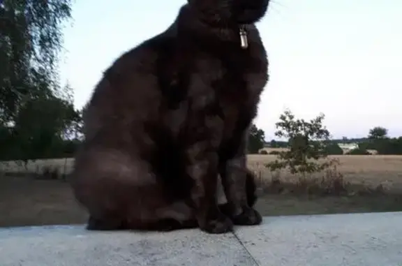 Animaux perdus , photo: Chatte noire perdue à Cirières