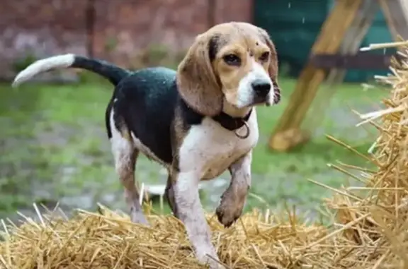 Animaux perdus , photo: Appel: 2 Beagles Perdues à Prêtreville